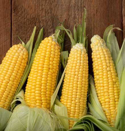 Corn Hominy Feed exporter in india